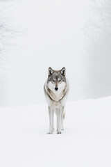 Fototapeta premium Wolf walking on the snow