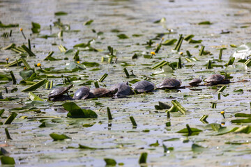 Tartarughe in fila indiana