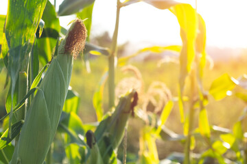 An ear of corn in the sun - Powered by Adobe