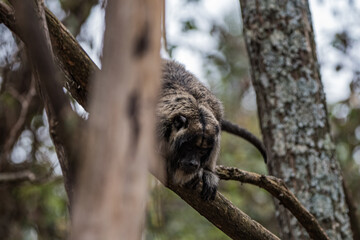 Mono aullador (caraya) en el arbol mirando para abajo. La cumbre, Cordoba, Argentina