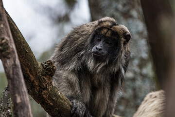 Howler monkey (caraya) in the tree looking down. The summit, Cordoba, Argentina