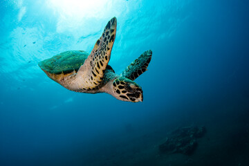 Naklejka premium Hawksbill Sea Turtle - Eretmochelys imbricata. Sea life of Tulamben, Bali, Indonesia.