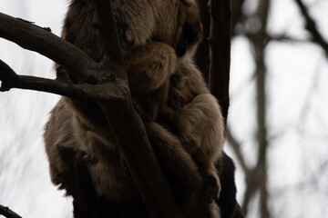 Mono Aullador ( caraya) en la rama de un arbol, La Cumbre, Cordoba, Argentina