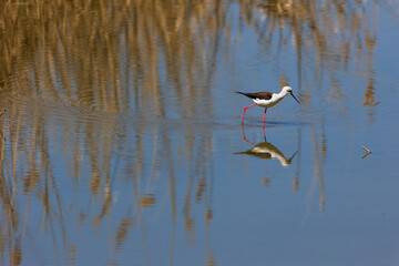 Cavaliere d' Italia in cerca di cibo