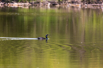 Cormorano che nuota nel Laghetto