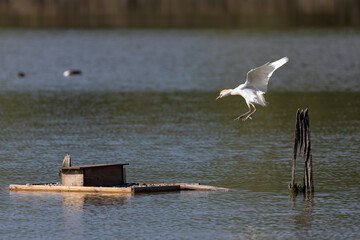 Airone Guardabuoi in atterraggio