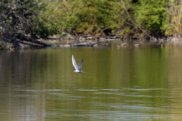 Sterna in volo a caccia di cibo