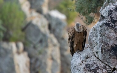 Griffon vulture looking after his nest.