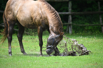 Horses playing in puddle in flooded pasture after summer rain