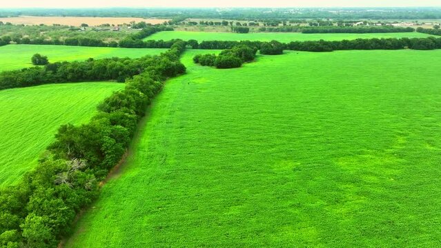 Drone footage over large grass fields with line of decorated bushes