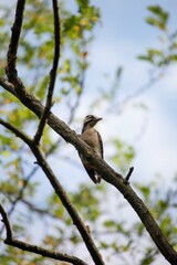 Closeup of Hairy woodpecker perched on a branch of a tree on a sunny day with a blurry background