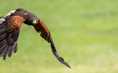 Obraz premium 제주도 화조원