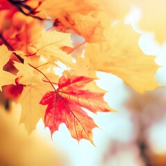 Autumn maple leaves in park. Yellow, red and orange colors. Airy tree branch against blurred sky. Fall in nature and weather concept