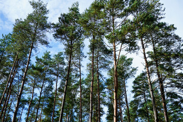 Looking in to a woodland of pine tree trunks