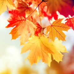 Autumn maple leaves in park. Yellow, red and orange colors. Airy tree branch against blurred sky. Fall in nature and weather concept