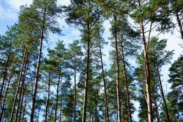 Fototapeta premium Looking in to a woodland of pine tree trunks