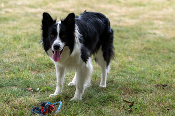A young black and white border collie is playing with a rope with a red ball in the park, color...