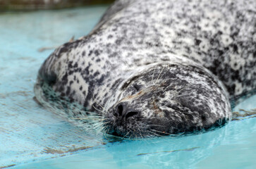 ゼニガタアザラシ