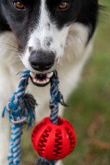 Young black and white border collie which is playing with a ball on the rope, detail of a teethe...
