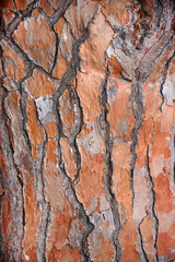 Rough Red Pine Tree Bark