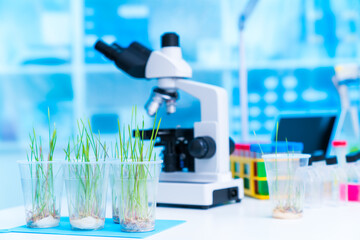 Investigating the role of mycorrhizal fungi in enhancing nutrient abso