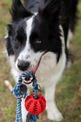 Young black and white border collie which is playing with a ball on the rope, detail of a teethe and head