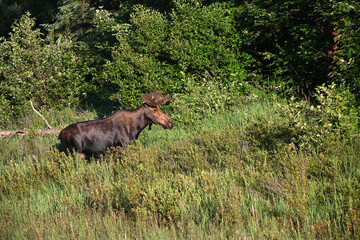 Naklejka na ściany i meble Summer scene of a Bull Moose walking through marsh grazing