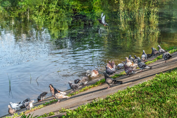 Flock of doves drinks water and bathes in the lake in Trostyanets central park in Sumy region,...