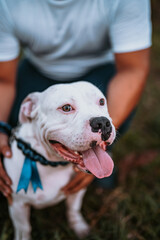 American Pit Bull Terrier with owner