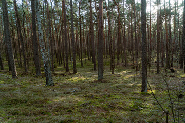 Fototapeta premium beautiful autumn colored forest with tree trunks and green foliage. latvia