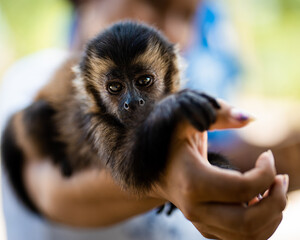 Pet capuchin monkey laying on someone's arm.