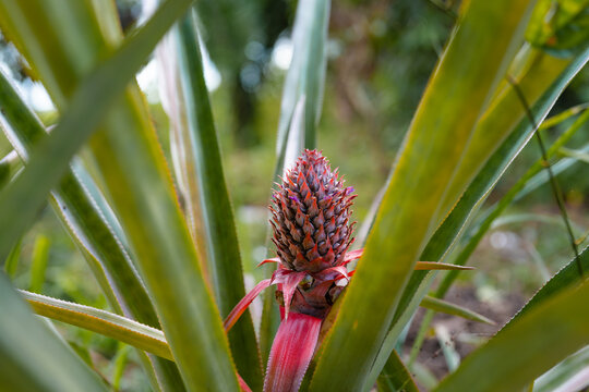  pineapple growing in the garden