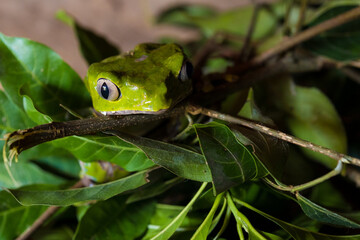 Acate frog in Amazon Jungle