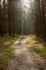 Fototapeta premium Pathway in the autumn forest with sun rays passing through the trees