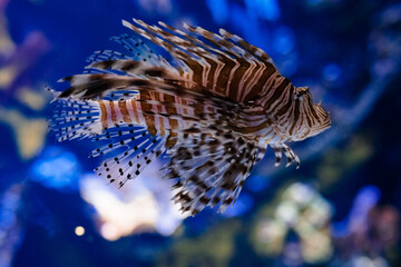 Pterois Lionfish with blue background