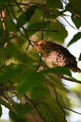 Baby fledged Ruffed Grouse bird sits perched on a branch in the forest 