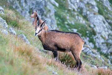 Vital tatra chamois, rupicapra rupicapra tatrica, climbing rocky hillside in mountains. Wild mammal looking up the cliff with copy space in High Tatras national park, Slovakia.