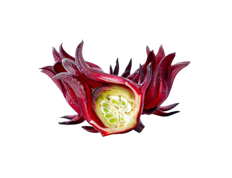 Hibiscus sabdariffa or roselle fruits transparent png