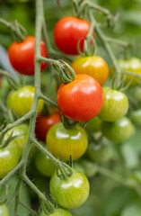 Tomates sur grappe, gros plan, vertical