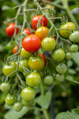 Tomates sur grappe, plan et grappe, vertical, 