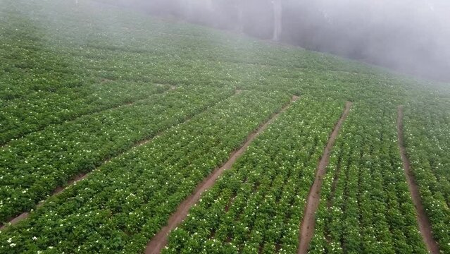 Costarican Potato grow farm