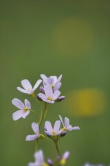 Close-up of a Cuckoo flower in full bloom, with a soft, blurred background