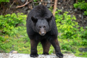 a black bear is walking across a rock on the side of the road