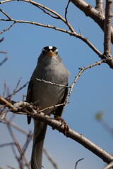 Avian perched atop a tree branch, its feathers illuminated in the warm sunlight