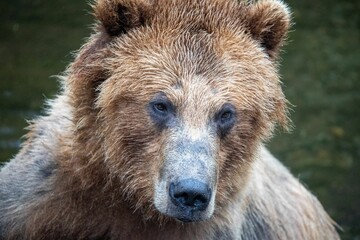 an image of a bear in the wilds for use as a web