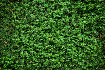 Obraz premium .Green leaves background.Nature background