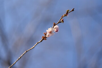 冬に咲く四季桜