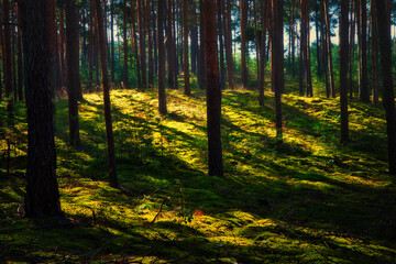 Fototapeta premium Sunset in the Forest - - Beautiful - Rays - Sunlight - Forest - Green - Silent - Summer - Morning - Landscape - Scenic - Woodland - Nature - Concept - Ecology - Environment