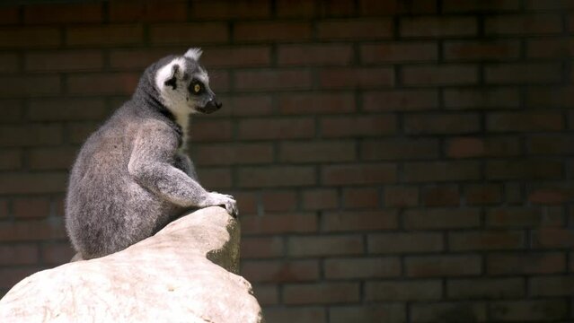 Ring-tailed lemur (Lemur catta in aviary) in zooprak. Looking around. Closeup portrait.