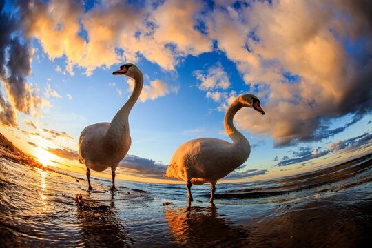 Two majestic swans standing in the tranquil ocean waters with a sunrise in the background